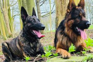 dog-handler-gallery-img